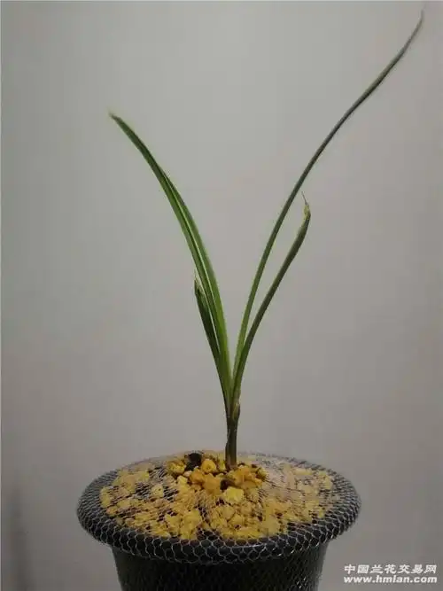 宽叶莲瓣兰鹅头水晶-莲瓣篇-中国兰花交易网社区