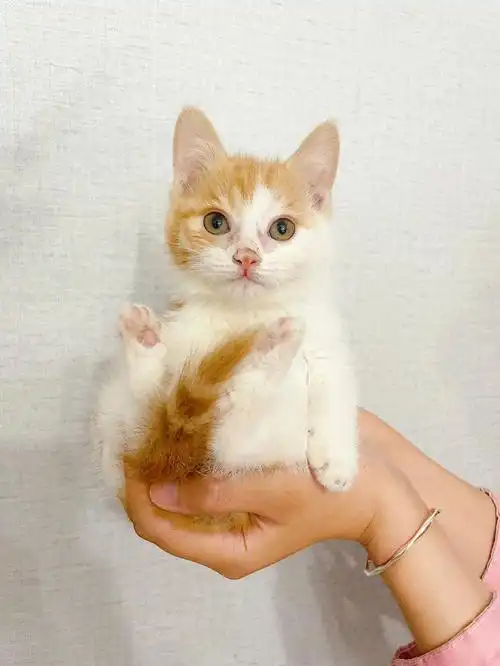 可以捧在手上的茶杯猫