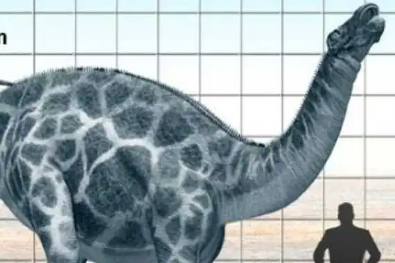 叉龙和大部分梁龙科恐龙一样都属于植食性恐龙,不过