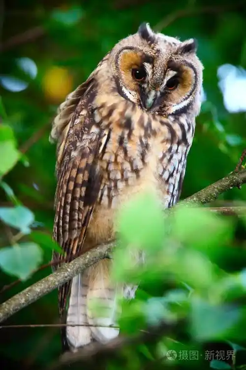长耳猫头鹰 owlet照片-正版商用图片01qmoq-摄图新视界