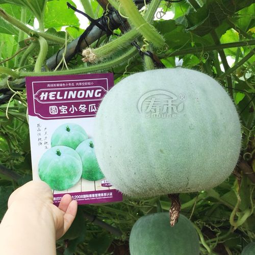 圆宝小冬瓜种子种籽四季高产香芋肉厚皮薄耐热东瓜孑迷你冬季蔬菜