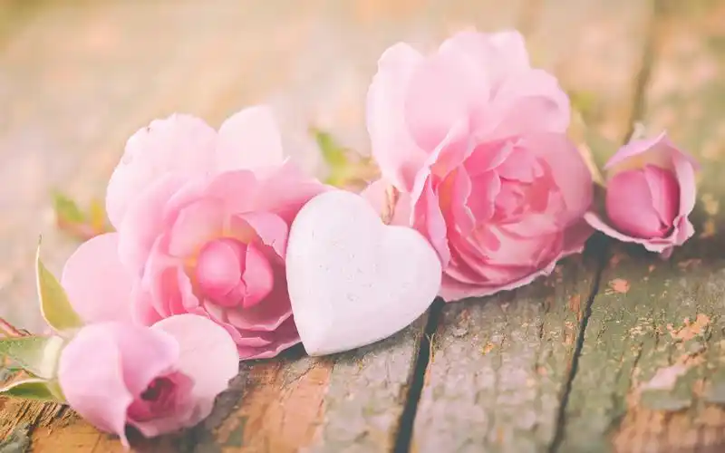 下载桌布 1920x1200 粉红玫瑰,爱的心,情人节 桌面背景