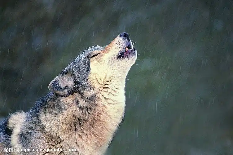 狼在嚎叫的时候眼睛是睁开的还是闭上的?