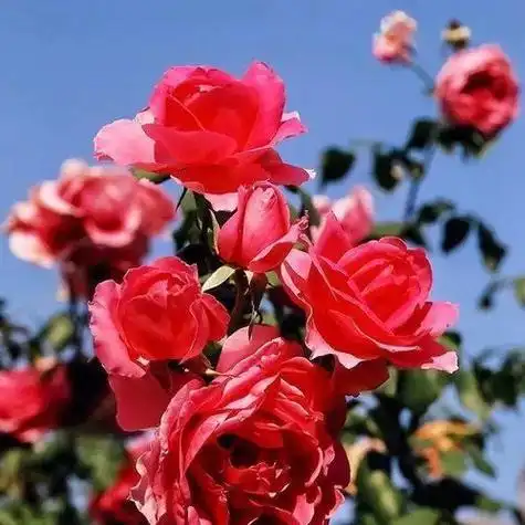 老年头像花 - 搜狗图片搜索