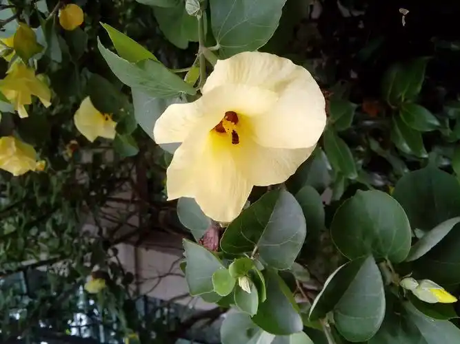 花黄色,叶子心型有点革质的是什么植物? 有图