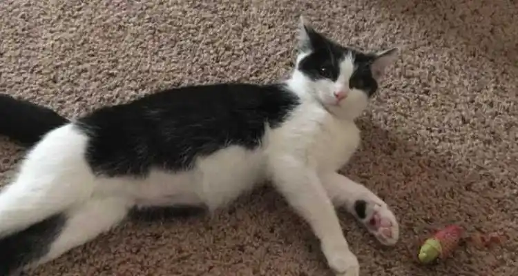 黑白花的猫有什么说法