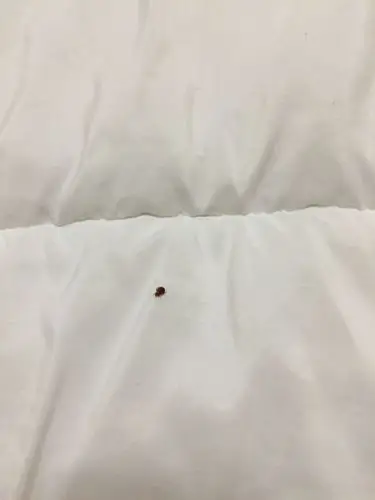 今天刚搬完家,看见被子上有好多的这种虫子?这是嘛?怎么消除?求解!