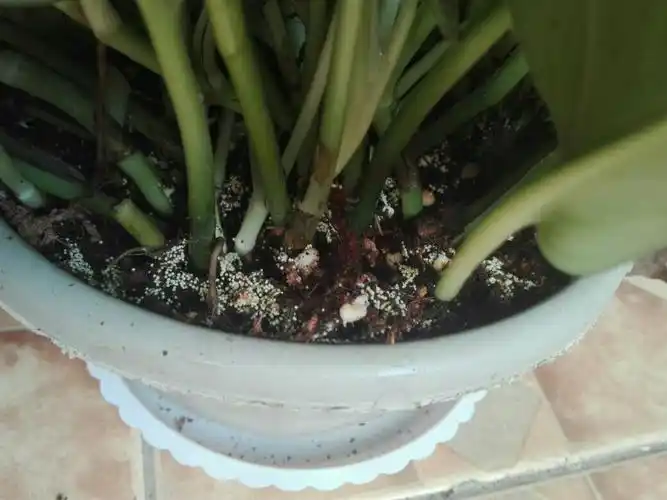 绿萝土里的小白点是什么?