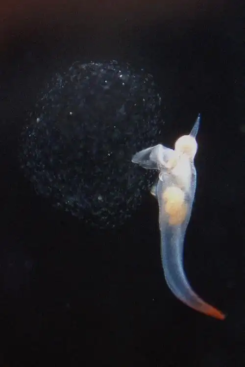 冰海小精灵的种类