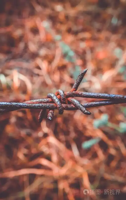 旧的生锈的铁丝网关闭了. 带刺铁丝网的电气化栅栏. 禁区概念秋草.