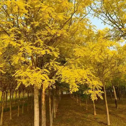 九江高接黄金槐 产地,苗好价低