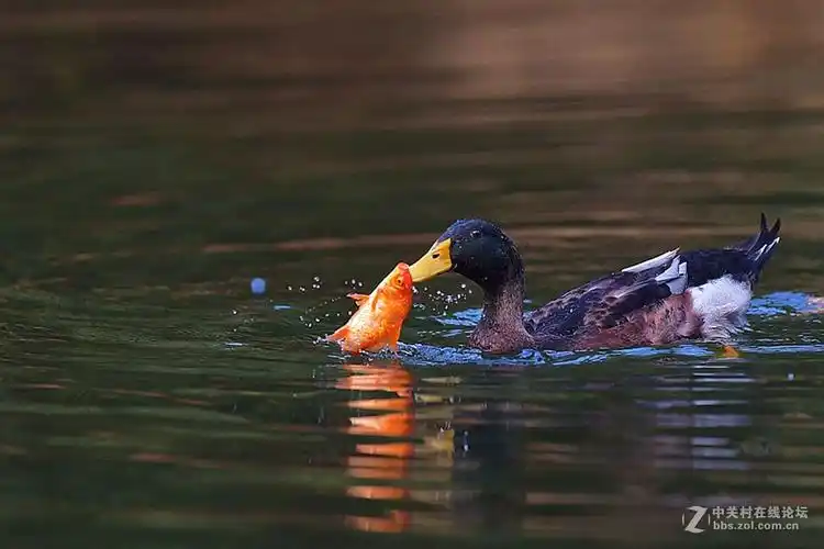 鸭子食鱼1