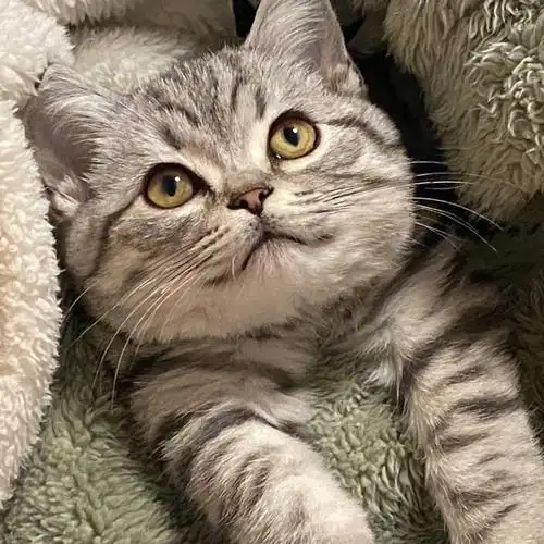 求一只美短虎斑鱼骨纹公的小猫仔