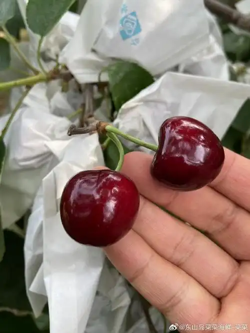 宾库(bing)樱桃上架    宾库作为一个非常成熟都品种,口感和甜度都是