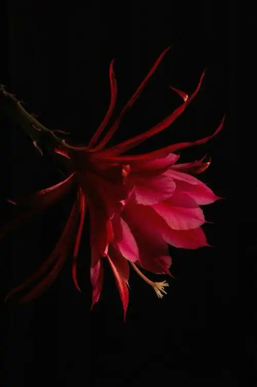 花朵黑色背景手机壁纸