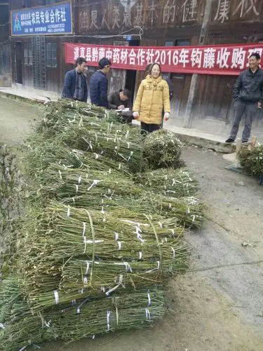 池村中药材(钩藤)收购现场实况