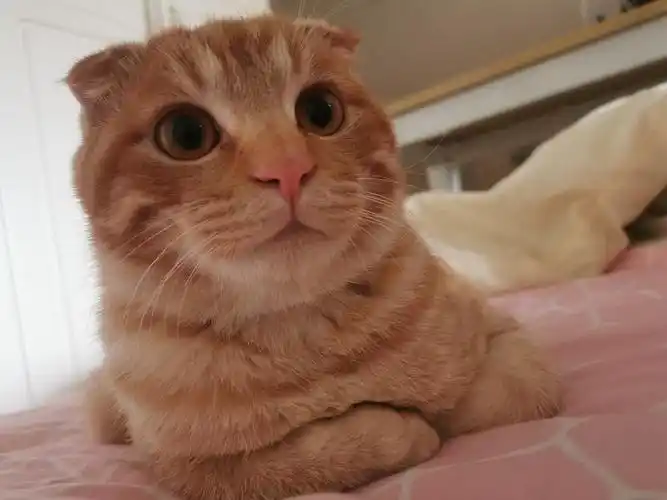 自家的折耳大橘找新主人无偿