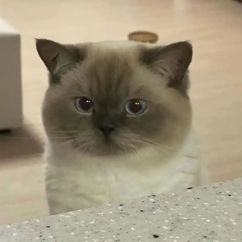 可爱表情|挖煤工暹罗猫表情包