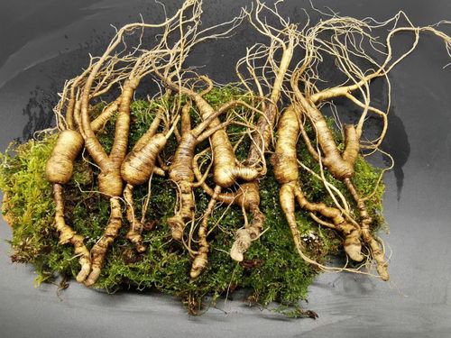 鲜人参长白山野山参