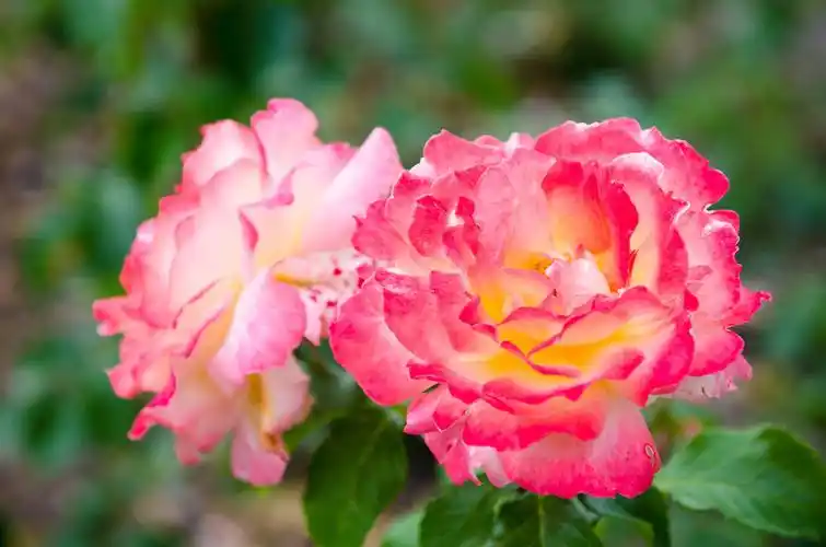 刺玫瑰花图片(刺香玫瑰种苗繁殖与鲜花苞种植技术) - 赤虎壹号