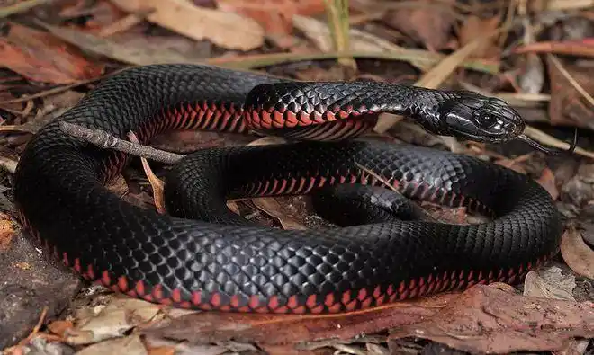 这确实是一条蛇,而且,是澳洲地区令人闻风丧胆的赤腹伊澳蛇,这可