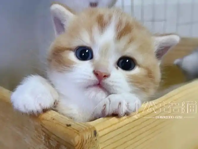 橘白矮脚弟弟 脑袋特别特别大 很甜美不白菜 可预定93#济南猫舍