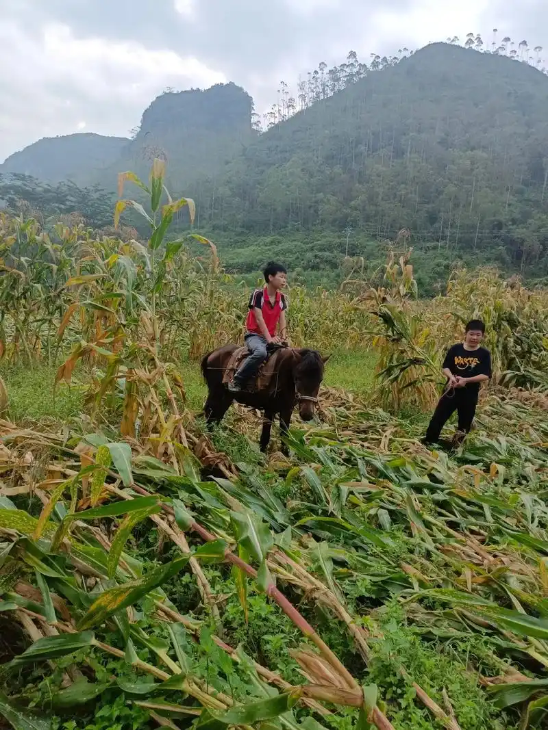 狂风暴雨来袭 #现场实拍 #农民真不容易 早上干活怕太阳晒 - 抖音