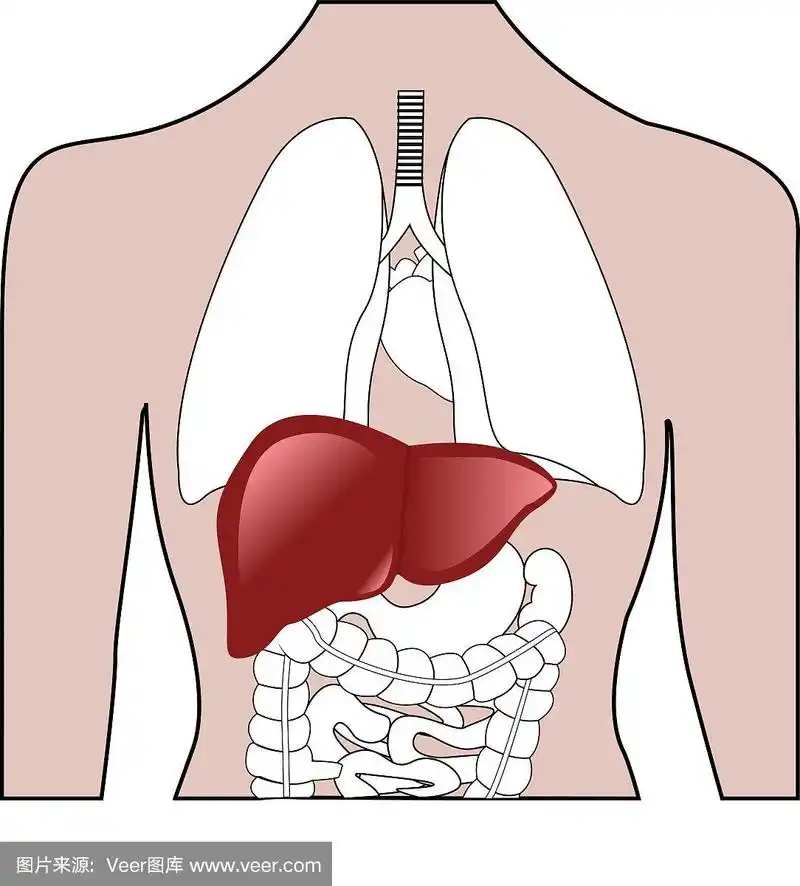 肝脏在人体中的位置