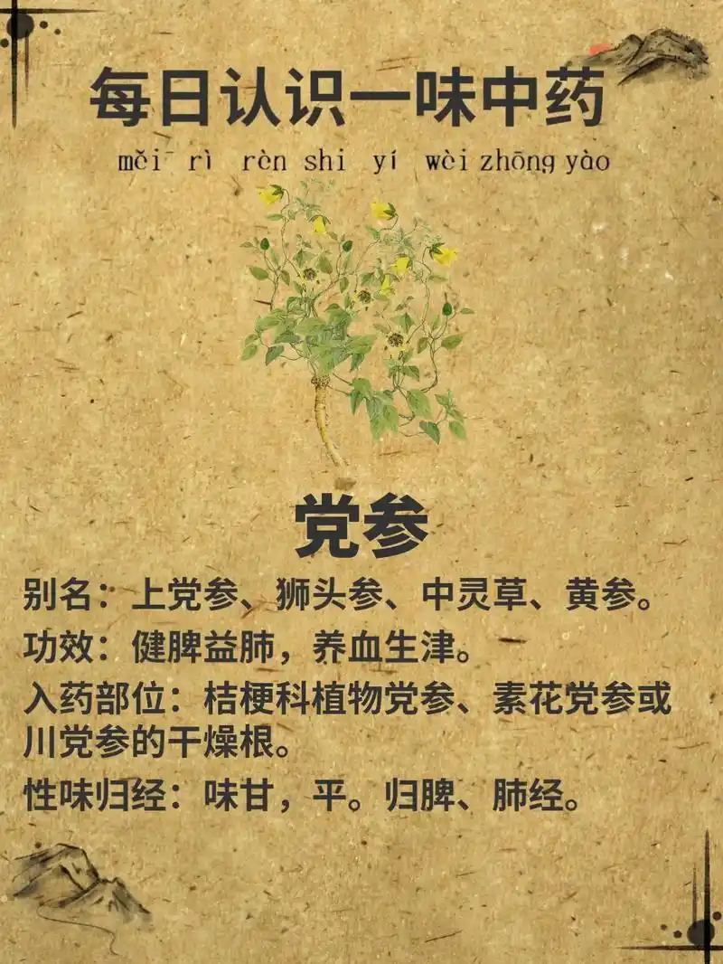 【党参】每日认识一味中药.党参 别名:上党人参,防风党参,黄 - 抖音