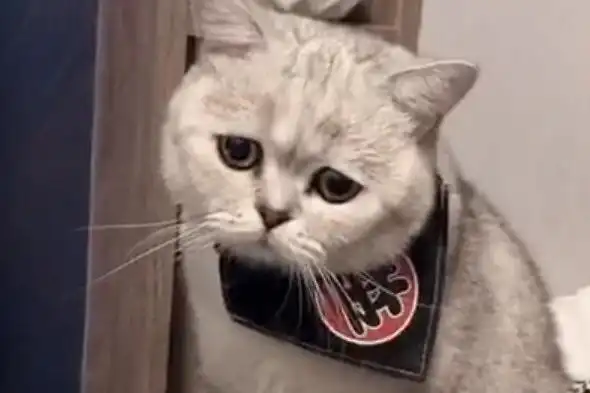 小猫咪为什么这么愁眉苦脸呢