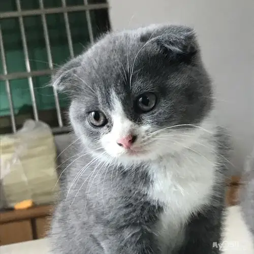 英短,折耳蓝白一只,两只纯蓝 - 宠物市场 - 猫狗总动员 梦溪论坛 镇江