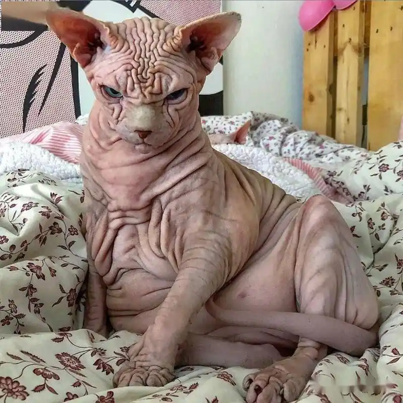 史上最丑无毛猫皮肤褶皱宛如活体人脑,主人却为其这样辩护