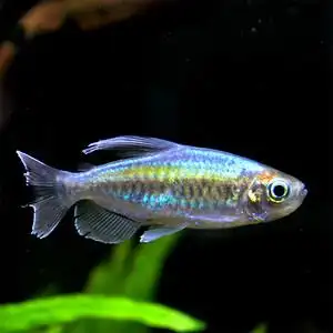 热带鱼观赏鱼刚果美人活体淡水南美风中小型鱼宠物草缸鱼包邮报损