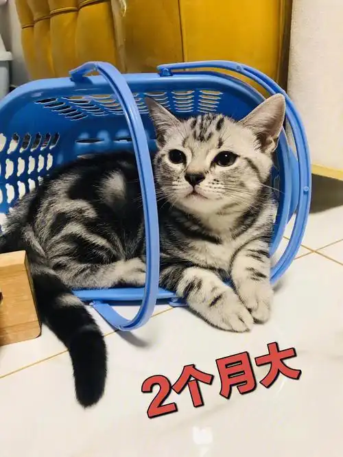 美短猫猫节育后体重暴增