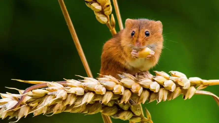 可爱小巢鼠电脑桌面壁纸_动物壁纸_壁纸下载_美桌网