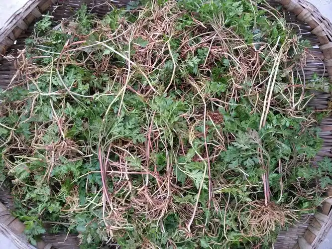 长得像芹菜人称蛇不见蛇见到就怕野生的百元一斤