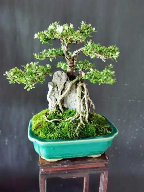 重瓣六月雪微小型盆景小叶复瓣花花可以