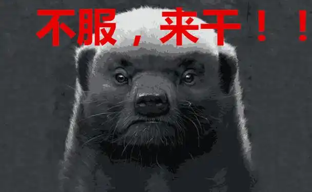 平头哥是什么动物平头哥蜜獾视频战斗平头哥蜜獾经典语录