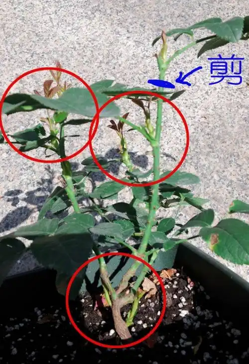 月季花全期修剪要领. _ 看植物