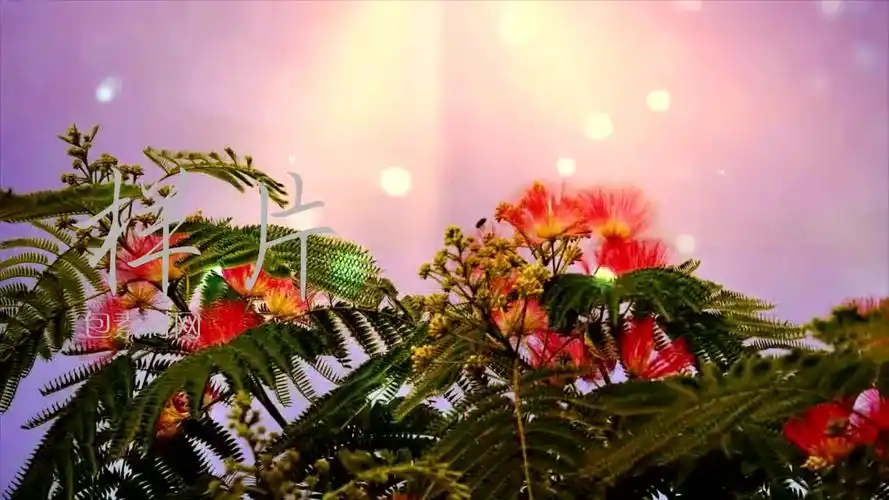 绒花歌曲演唱舞台led大屏幕高清背景视频素材包素材网