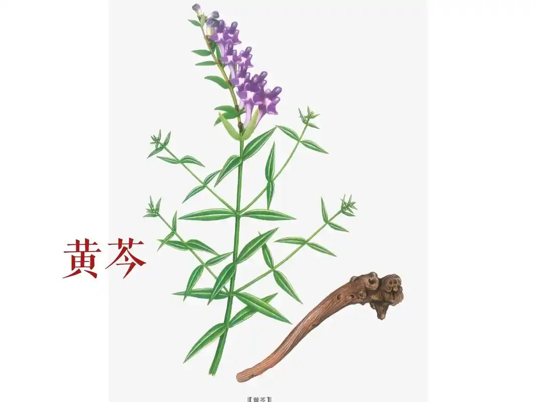 黄芩来源于唇形科植物黄芩的干燥根.是一 - 抖音