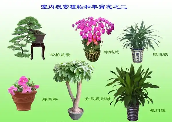 室内观赏植物
