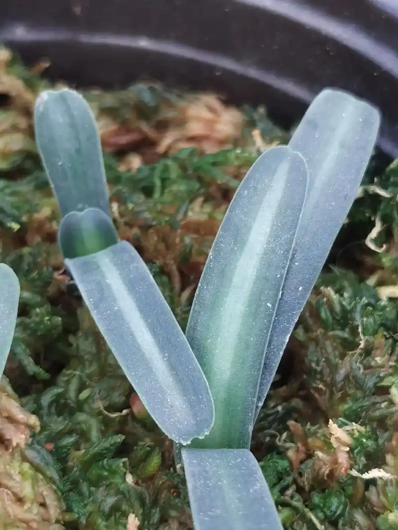 南非宽白线毛兰#南非宽白线毛兰 #宽白线毛兰君子兰 #南非毛 - 抖音