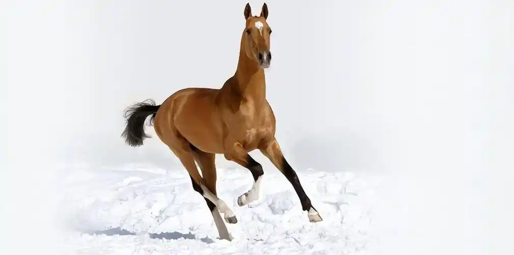 1945年6月24日胜利大阅兵:朱可夫骑的马是"汗血宝马"吗?