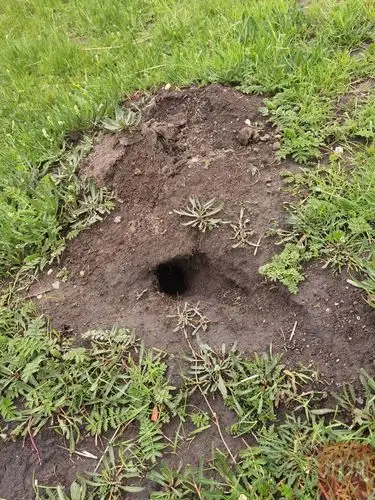 若尔盖湿地:归来与重生