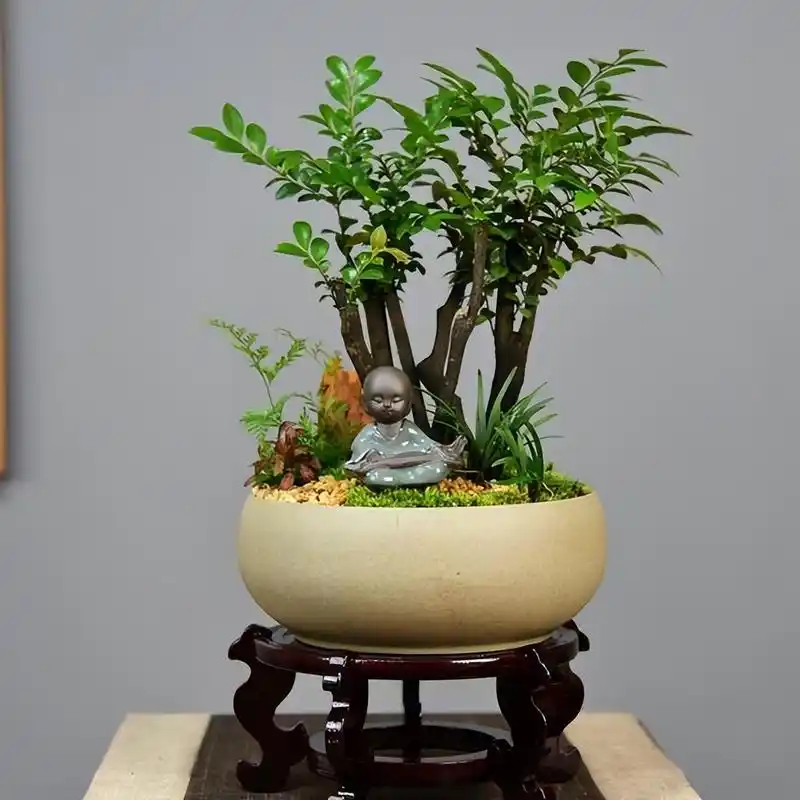 如何养护盆景小叶紫檀?这些方法和注意事项你知道吗?