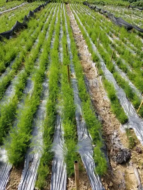 一份耕耘 一份收获,开阳天冬苗正式启动报名预定