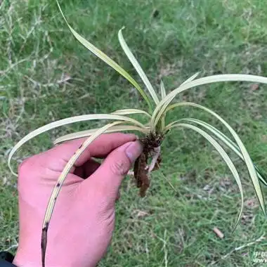 蕙兰艺草黄中透