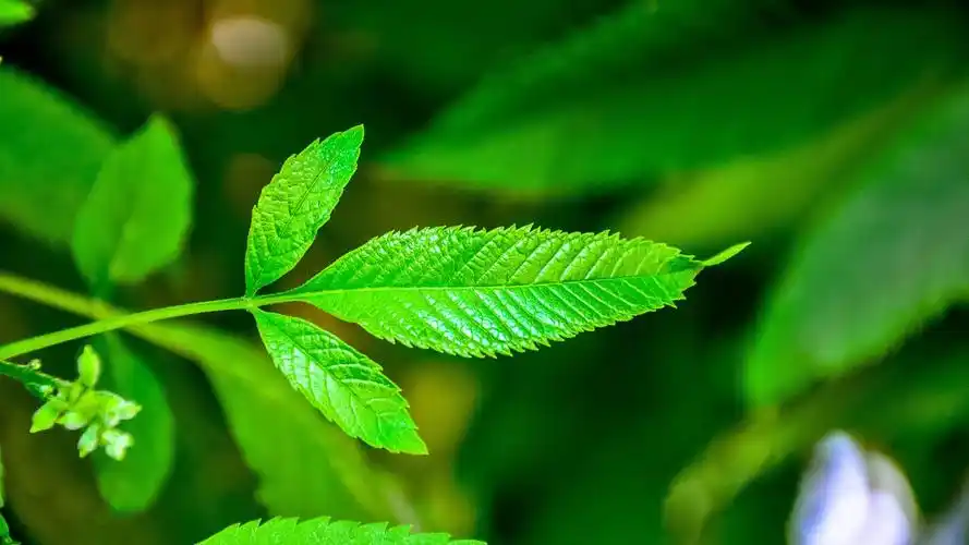 清新绿色护眼植物高清桌面壁纸-植物壁纸-手机壁纸下载-美桌网