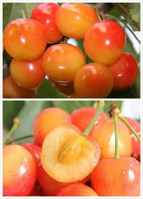 预售 水晶大樱桃 新鲜水果口感酸甜孕妇水果山东特产